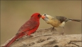 Cardinal;Texas;Breeding-Behavior;Northern-Cardinal;Southwest-USA;Cardinalis-card